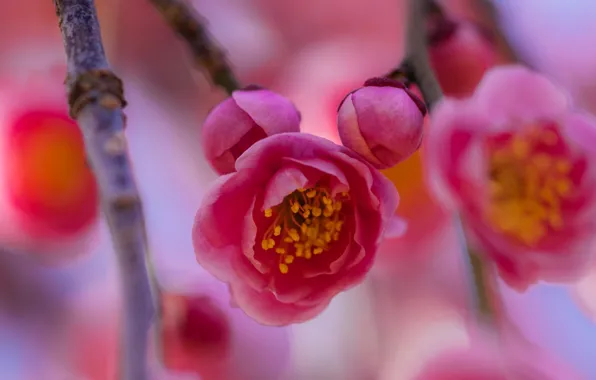 Spring, flowering, Sakura