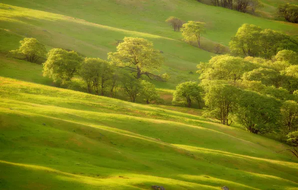 Picture greens, grass, trees, slope, hill