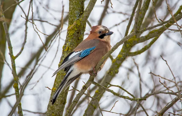 Winter, birds, Jay, photohunt