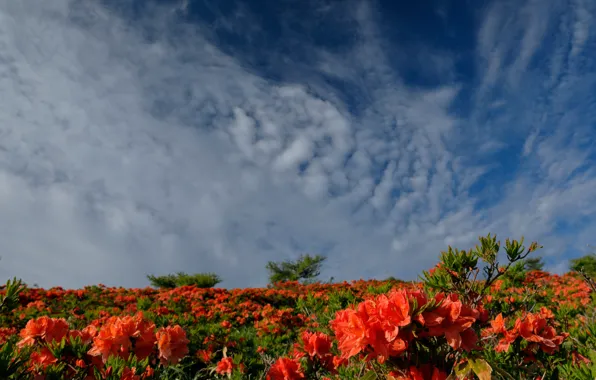 The sky, the bushes, Azalea