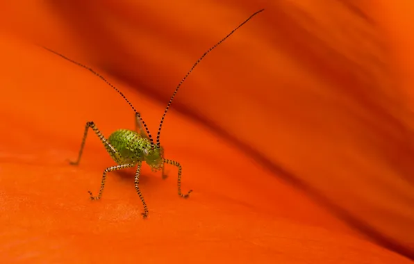 Picture background, insect, grasshopper, striped, antennae