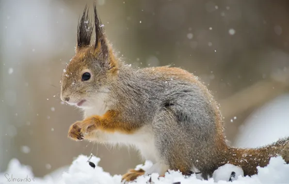 Wallpaper squirrel, tail, protein, rodent
