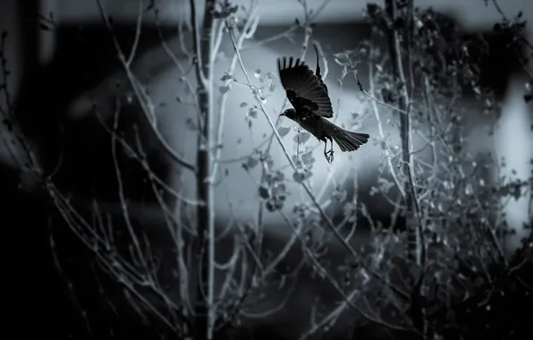 Flight, bird, flying bird