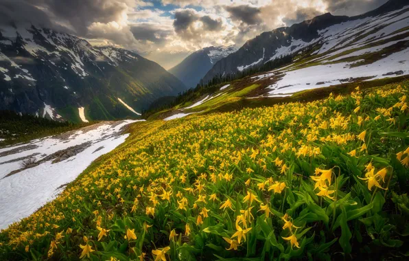 Picture forest, light, snow, flowers, mountains, yellow, spring, slope