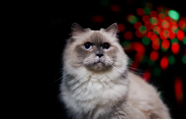 Cat, cat, portrait, black background, bokeh, ragdoll