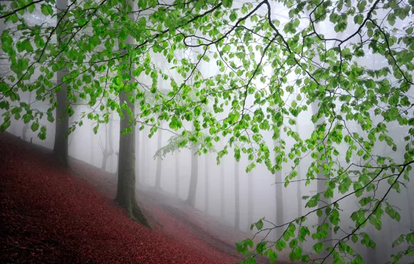 Forest, leaves, trees, fog, forest, trees, leaves, fog