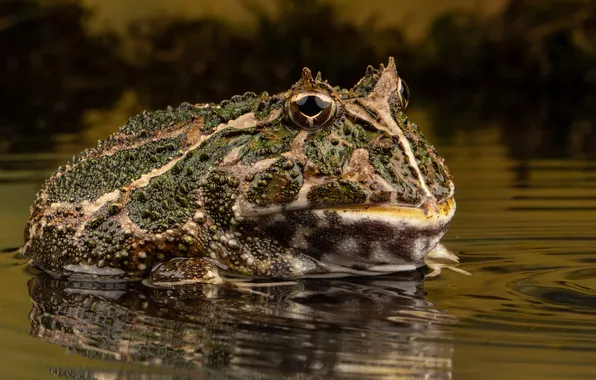 Look, water, macro, reflection, frog, toad, pond, spotted