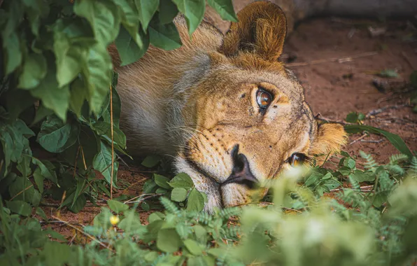 Nature, stay, lioness
