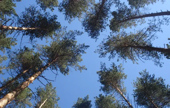 Picture the sky, trees, pine