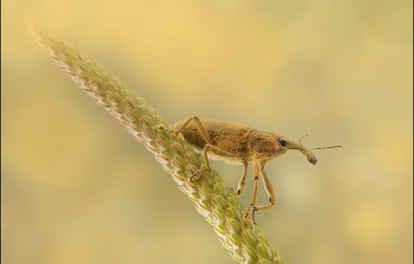 Picture background, plant, spike, weevil
