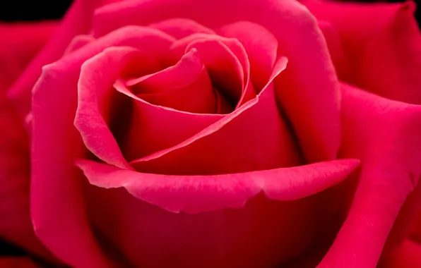 Picture red rose, macro, petals