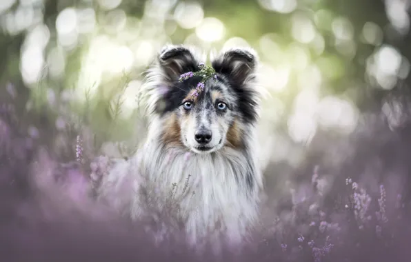Look, flowers, nature, smile, glare, glade, portrait, dog