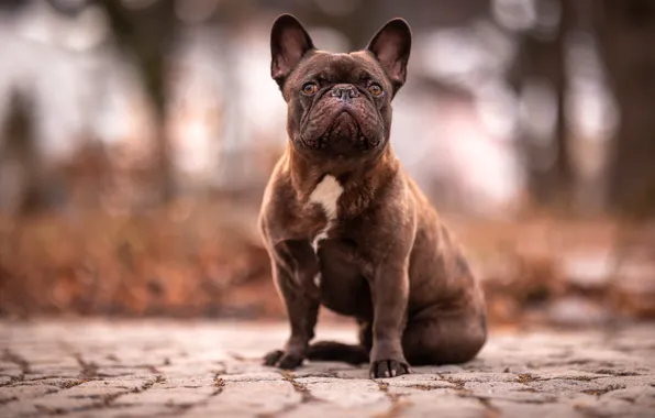 Look, face, street, dog, track, sitting, brown, bokeh
