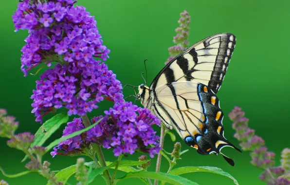 Picture flower, photo, butterfly