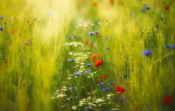 Picture field, summer, flowers, blue, red, rye, Maki, chamomile