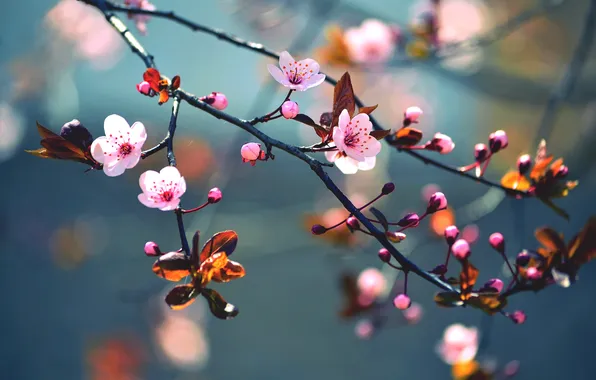 Light, flowers, branches, cherry, spring, pink, buds, flowering