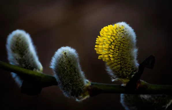 Macro, branches, nature, the dark background, pollen, spring, flowering, kidney