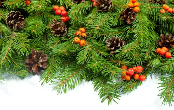 Branches, berries, spruce, bumps