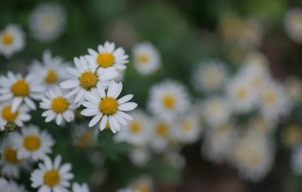 Picture flowers, focus, blur, Daisy, a lot