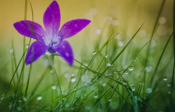 Flower, grass, drops, nature, Rosa, petals