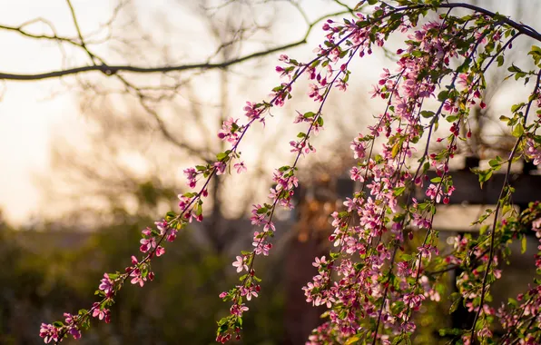 Picture branches, spring, flowering