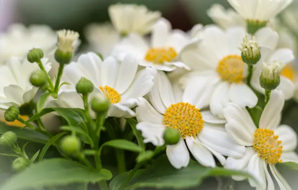 Flowers, nature, background