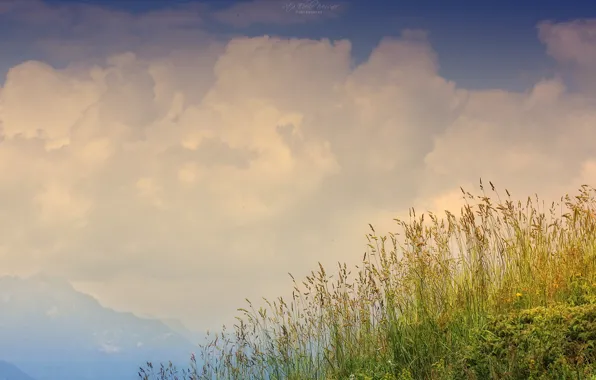 Picture grass, mountains, black, hill, nebo