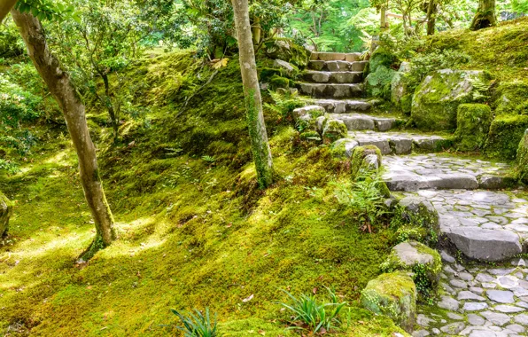 Nature, Japan, Ladder, Garden, Steps, Nara