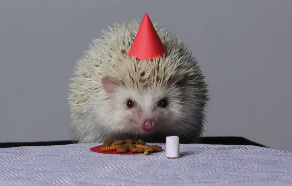 Look, red, table, holiday, portrait, candle, hedgehog, grey background