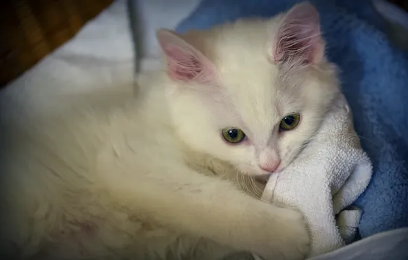 Picture cat, white, background, blue, towel, fluffy, lies, kitty