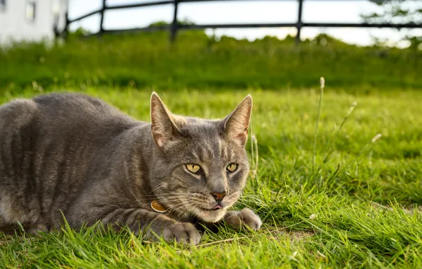 Greens, cat, grass, cat, look, nature, pose, grey