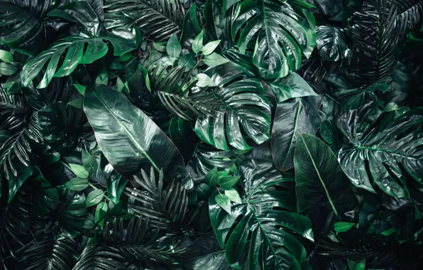Picture greens, leaves, monstera