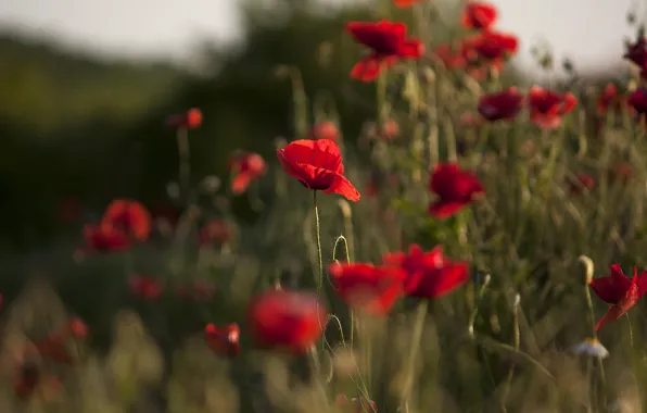 Flower, summer, light, flowers, Mac, Maki, meadow, red
