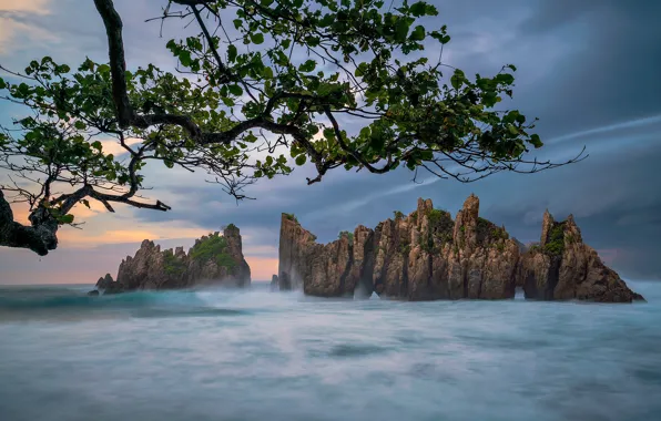 Picture sea, clouds, branches, rocks