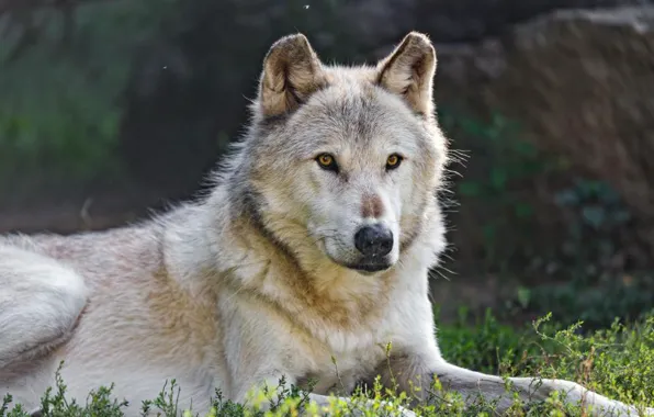 Nature, predator, animal, wolf, wildlife, portrait, portrait., Canis lupus. face