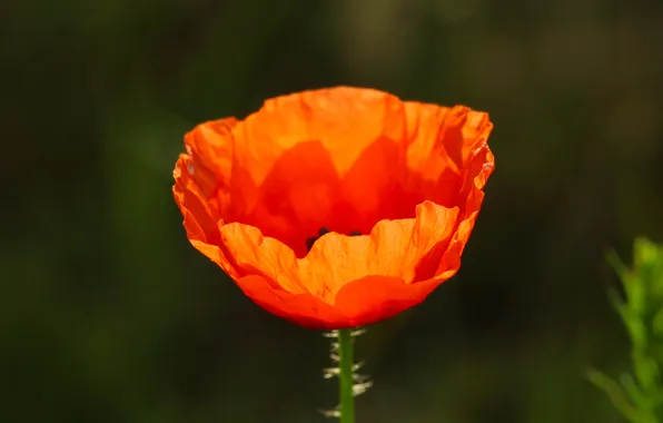 Red, flower, poppy