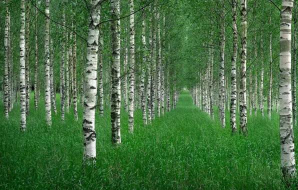 Picture grass, trees, nature, Summer, birch grove