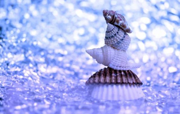 Picture macro, background, shell, bokeh