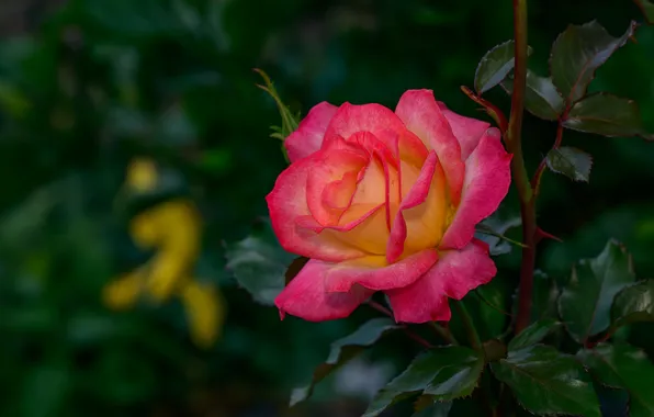 Picture leaves, flowers, branches, the dark background, roses, pink, bokeh