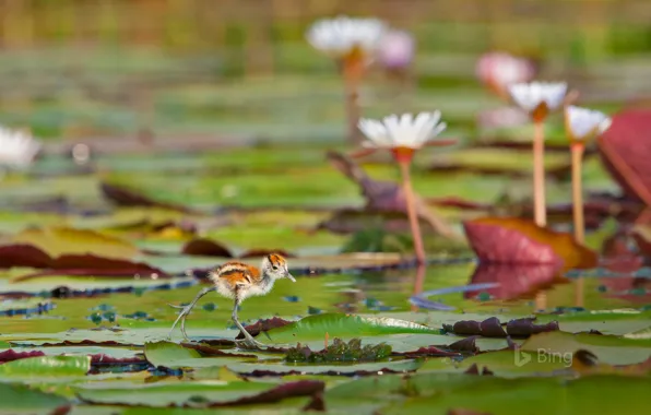 Leaves, chick, pond, African Jacana