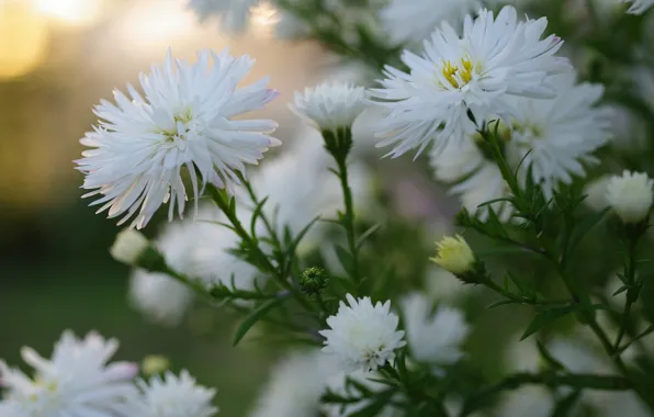 Picture macro, white, asters