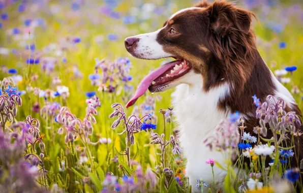 Language, flowers, dog, meadow, Australian shepherd