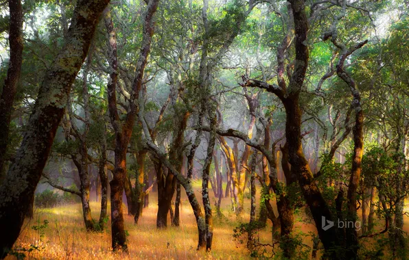 Picture forest, grass, trees, USA, California, Windsor, Foothill Regional Park