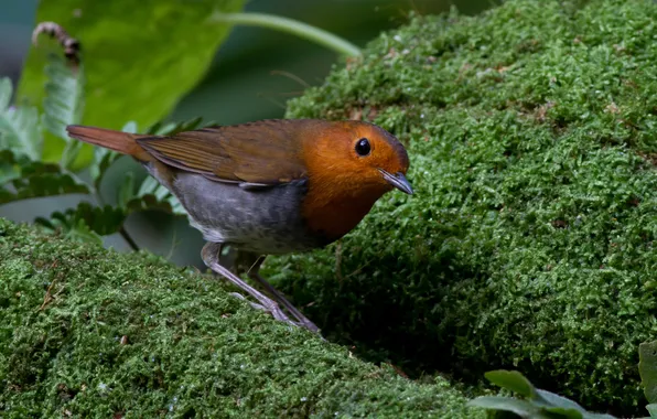 Greens, nature, bird, moss, brown, tail