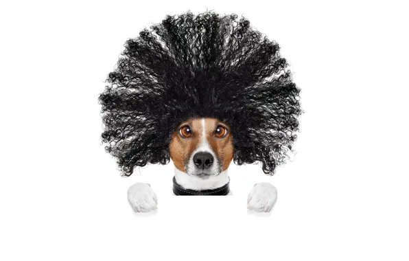 Face, creative, hair, humor, paws, hairstyle, white background, Jack Russell Terrier