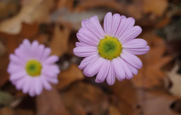 Picture autumn, flowers, pink, Flowers, pink, autumn, bokeh, bokeh