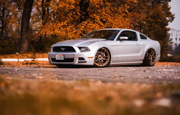 Mustang, Ford, autumn, Gold