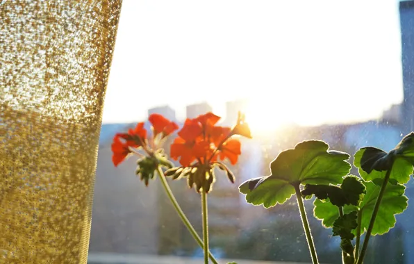 Sunset, The sun, The evening, View, Window, Landscape, Geranium, Curtain