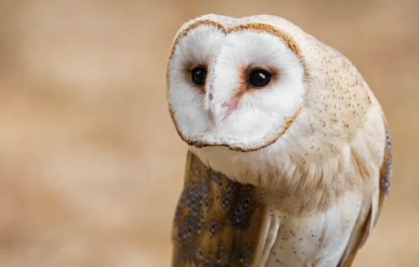 Look, background, owl, bird, portrait, the barn owl