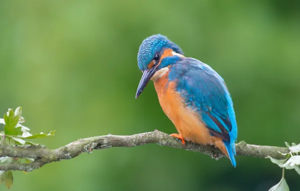 Picture branches, background, bird, Kingfisher